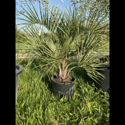 FOIRE AUX VEGETAUX  !!!! BUTIA CAPITATA