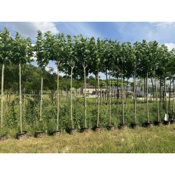 🔥NOUVEAUTÉ 🔥 Grands mûriers platanes stériles en pot de 18l hauteur moyenne de 250/260cm