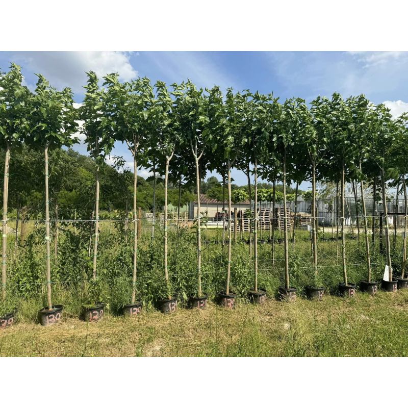 🔥NOUVEAUTÉ 🔥 Grands mûriers platanes stériles en pot de 18l hauteur moyenne de 250/260cm