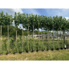 🔥NOUVEAUTÉ 🔥 Grands mûriers platanes stériles en pot de 18l hauteur moyenne de 250/260cm