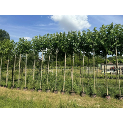 🔥NOUVEAUTÉ 🔥 Grands mûriers platanes stériles en pot de 18l hauteur moyenne de 250/260cm