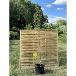 Sublimes poiriers williams