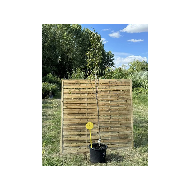 Sublimes poiriers williams