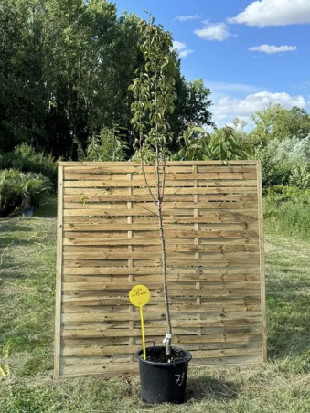 Sublimes poiriers williams