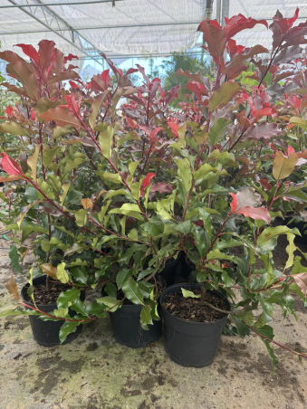 SUPERBES PHOTINIAS PINK MARBLE
