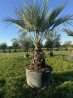 RARE palmier 🌴 BRAHEA ARMATA livraison à domicile offerte dans toute la france