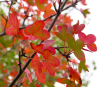 Superbes Erables de Montpellier - Acer monspessulanum,