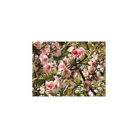 PETIT PRIX !!!  Chaenomeles...