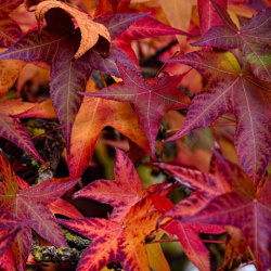 SUPERBES LIQUIDAMBAR STYRACIFLUA