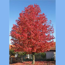 SUPERBES LIQUIDAMBAR STYRACIFLUA