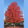 SUPERBES LIQUIDAMBAR STYRACIFLUA