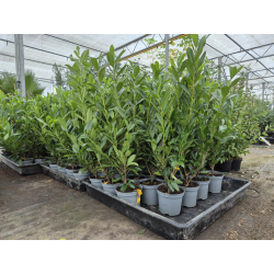 SUPERBES LAURIERS PALMES ( Prunus laurocerasus Caucasica)