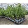 SUPERBES LAURIERS PALMES ( Prunus laurocerasus Caucasica)