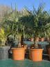 FOIRE AUX VEGETAUX  !!!! ‼️palmiers 🌴 trachycarpus fortunei