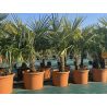 FOIRE AUX VEGETAUX  !!!! ‼️palmiers 🌴 trachycarpus fortunei