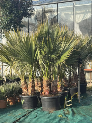 NOUVEAUTE !!! Superbes washingtonias filifera doubles troncs