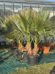 NOUVEAUTE !!! Superbes washingtonias filifera doubles troncs