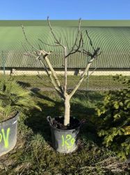 Superbes figuiers ( ficus carica)