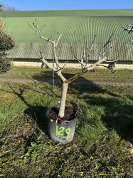 Superbes figuiers ( ficus carica)
