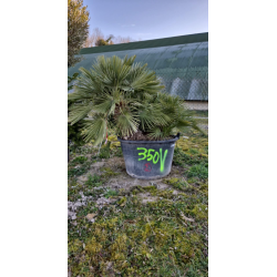 NOUVEAUTE ce Superbe palmier CHAMAEROPS HUMILIS VH2