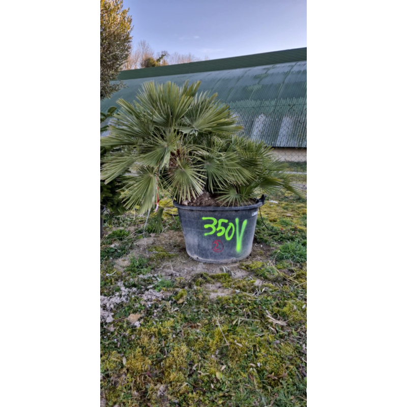 NOUVEAUTE ce Superbe palmier CHAMAEROPS HUMILIS VH2