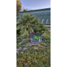 NOUVEAUTE ce Superbe palmier CHAMAEROPS HUMILIS VH2