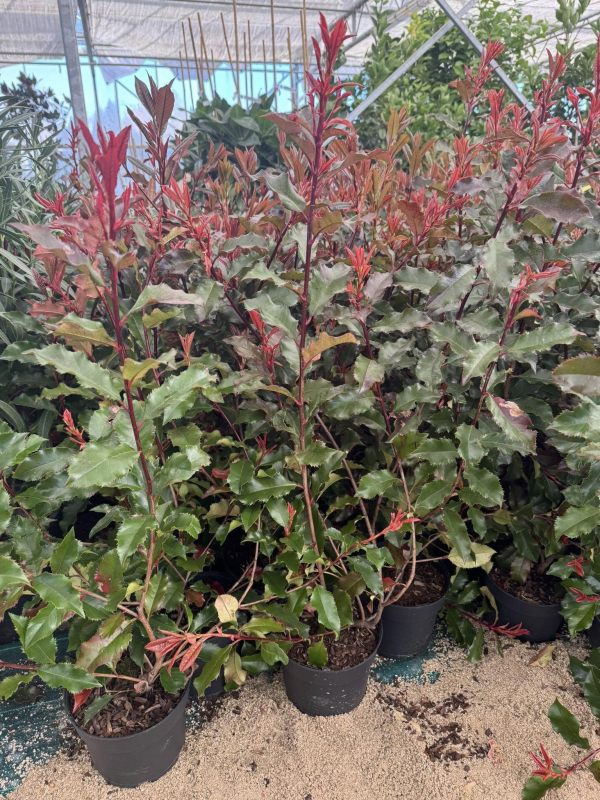 SUPERBES PHOTINIAS MAGIC VULCANO