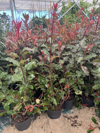 SUPERBES PHOTINIAS MAGIC...