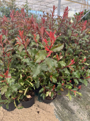 SUPERBES PHOTINIAS MAGIC VULCANO