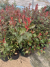 SUPERBES PHOTINIAS MAGIC VULCANO