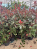 SUPERBES PHOTINIAS MAGIC VULCANO