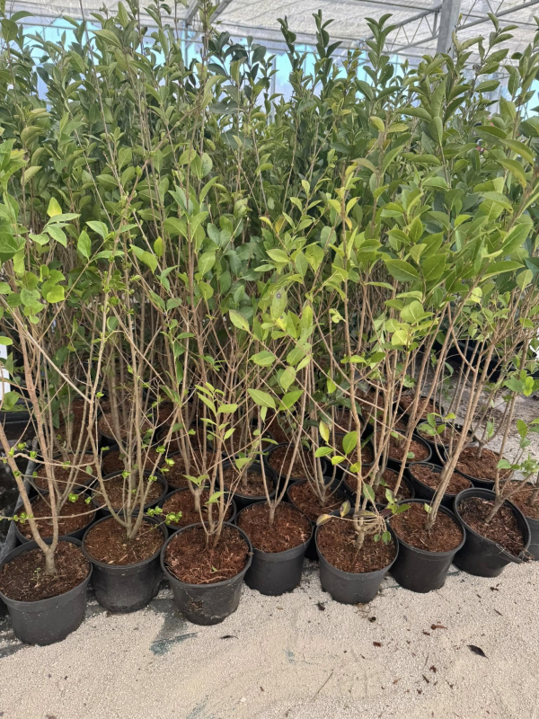SUPERBES LIGUSTRUM OVALIFOLIUM