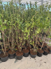 SUPERBES LIGUSTRUM OVALIFOLIUM