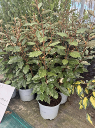 SUPERBES ELEAGNUS EBBINGEI