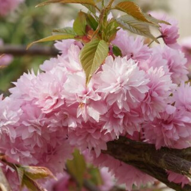 Magnifiques Cerisier du Japon ( Prunus serrulata Kiku-Shidare-Zakura)