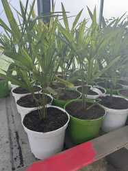 DESTOCKAGE  palmiers trachycarpus fortunei
