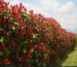 superbes PHOTINIAS RED ROBIN