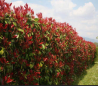 superbes PHOTINIAS RED ROBIN