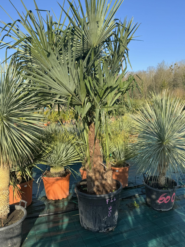 superbe palmier trachycarpus fortunei multi troncs F44