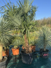 superbe palmier trachycarpus fortunei multi troncs F44