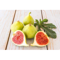 SUBLIMES FIGUIERS ( ficus carica)