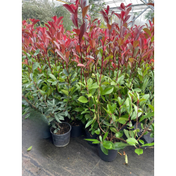 SUPERBES PHOTINIAS RED ROBIN