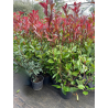 SUPERBES PHOTINIAS RED ROBIN