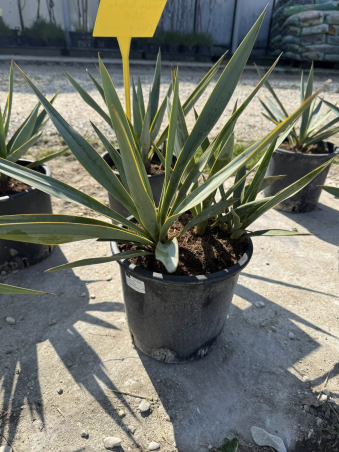 Superbes YUCCA PALLIDA