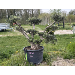 NOUVEAUTE ce Superbe Olivier VF51