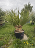 NOUVEAUTE ce Superbe Dasylirion glaucophyllum multi troncs VF67