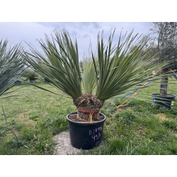 NOUVEAUTE ce Superbe Dasylirion glaucophyllum multi troncs VF67