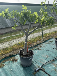 🔥NOUVEAUTÉ a 149€ seulement 🔥 SUBLIME FIGUIER ( ficus carica ) VF40