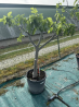 🔥NOUVEAUTÉ a 149€ seulement 🔥 SUBLIME FIGUIER ( ficus carica ) VF40