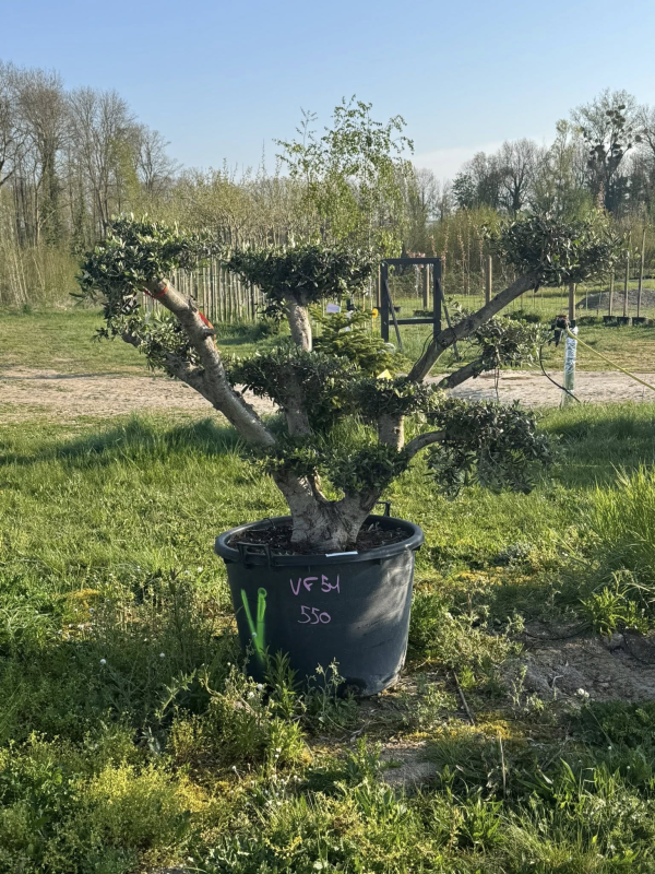 NOUVEAUTE ce Superbe Olivier VF51